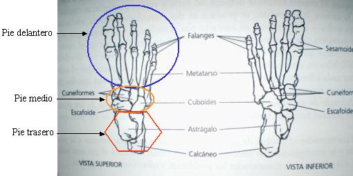 calzado anatomico linea pie